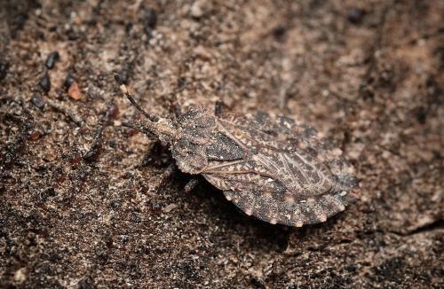 Aradus ribauti
